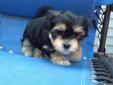 Price: $1200
This advertiser is not a subscribing member and asks that you upgrade to view the complete puppy profile for this Havanese, and to view contact information for the advertiser. Upgrade today to receive unlimited access to NextDayPets.com. Your