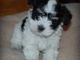 Price: $1000
Bruno is a very cuddly, loving male havanese looking for a good home.
Source: http://www.nextdaypets.com/directory/dogs/300dc834-f881.aspx