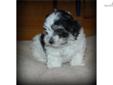 Price: $1000
Bandit is an fun-loving, playful, easy going male havanese looking for a loving home.
Source: http://www.nextdaypets.com/directory/dogs/31dfd031-6f31.aspx