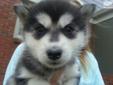 Price: $699
This advertiser is not a subscribing member and asks that you upgrade to view the complete puppy profile for this Siberian Husky, and to view contact information for the advertiser. Upgrade today to receive unlimited access to NextDayPets.com.