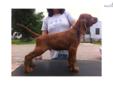 Price: $1200
This advertiser is not a subscribing member and asks that you upgrade to view the complete puppy profile for this Irish Setter, and to view contact information for the advertiser. Upgrade today to receive unlimited access to NextDayPets.com.
