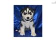 Price: $600
Jack is a great-looking little husky with a personality to match! He is super sweet and loves to play! Jack has one beautiful blue eye and one gorgeous brown! He is current on vaccinations and dewormings. Shipping is
Source: