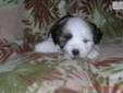 Price: $500
This advertiser is not a subscribing member and asks that you upgrade to view the complete puppy profile for this Lhasa Apso, and to view contact information for the advertiser. Upgrade today to receive unlimited access to NextDayPets.com.