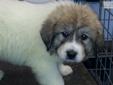Price: $500
Beautiful Badgered Faced Female. She is a super sweet pup with lots of personality
Source: http://www.nextdaypets.com/directory/dogs/995cfe07-dd41.aspx