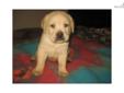 Price: $700
This is a Very Nice quality Labrador Retriever puppy! AKC Show style look and parents very calm and eager to please with strong retrieve drive. Puppy booster shots and dewormings are up to date, dew claws are removed. $700./AKC registered.