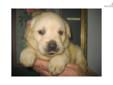 Price: $900
AKC registered Yellow Lab female puppy that is up to date on puppy booster shots and dewormings, dew claws are removed. Fat and Sassy! $900./AKC registered. $200. deposit will hold (we accept pay pal for deposit only. Please call if interested