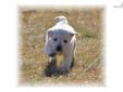 Price: $1500
www.OurLovableLabs.com White/Yellow/Ivory PUPS AVAILABLE NOW!!! *********************************** Now from two convenient locations, Minnesota and Georgia!!! Champion Sired Puppies!!! Quality puppies, from one of the nation's top Labrador