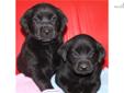 Price: $700
AKC Labs Black Beauties -- These two blacks labs are drop dead gorgeous. They have the most shiny midnight coat you have ever seen. They are fun to play with and love attentions. They like others dogs and love to play already. These two black