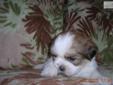 Price: $500
This advertiser is not a subscribing member and asks that you upgrade to view the complete puppy profile for this Lhasa Apso, and to view contact information for the advertiser. Upgrade today to receive unlimited access to NextDayPets.com.