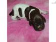 Price: $650
This advertiser is not a subscribing member and asks that you upgrade to view the complete puppy profile for this German Shorthaired Pointer, and to view contact information for the advertiser. Upgrade today to receive unlimited access to