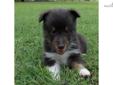 Price: $600
AKC with champion lines. Can see parents Lil and Trouble on our website www.corgisandshelties.com Please feel free to ask any questions you may have about our puppies. Thanks! Debbie 501.516.5601
Source: