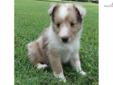 Price: $800
AKC with champion lines. Can see parents Lil and Trouble on our website www.corgisandshelties.com Please feel free to ask any questions you may have about our puppies. Thanks! Debbie 501.516.5601
Source: