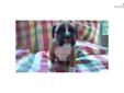 Price: $700
This advertiser is not a subscribing member and asks that you upgrade to view the complete puppy profile for this Boxer, and to view contact information for the advertiser. Upgrade today to receive unlimited access to NextDayPets.com. Your