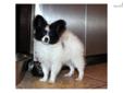 Price: $2000
Available to a loving pet home!!*Exclusively Breeding/Showing AKC Fine Quality Papillons* We breed to better the breed for showing or just a loving pet/companion with exceptioal personalities. Our Papillons meet the AKC breed standards, have