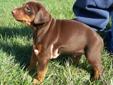 Price: $800
Red and rust Male Doberman Pinscher puppy. He hales from championship bloodlines on both sides. The father, Ryan's Winchester, has many champions in his blood line. As for the mother, Kelly's Louise, her European pedigree goes back to