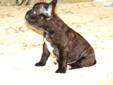 Price: $1400
MR. Personality Super Correct, cute and cuddly with a cobby body, this baby is AWESOME! He is very smart and playful a Stunning Brindle, with a SUPERB head and nice movement. if you are looking for a well bred Frenchie that will not look like