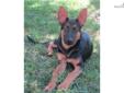 Price: $1500
This advertiser is not a subscribing member and asks that you upgrade to view the complete puppy profile for this German Shepherd, and to view contact information for the advertiser. Upgrade today to receive unlimited access to