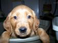Price: $450
"Bronzy is a darker colored Golden Retriever born to Rhett and Scarlett on January 12, 2013. He is ready for his new loving home the first week of March. "Bronzy" is located approximately two hours from Atlanta in the Blue Ridge and