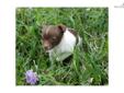 Price: $250
This advertiser is not a subscribing member and asks that you upgrade to view the complete puppy profile for this Chihuahua, and to view contact information for the advertiser. Upgrade today to receive unlimited access to NextDayPets.com. Your
