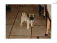 Price: $600
This advertiser is not a subscribing member and asks that you upgrade to view the complete puppy profile for this Pug, and to view contact information for the advertiser. Upgrade today to receive unlimited access to NextDayPets.com. Your