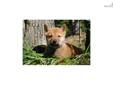 Price: $700
Little Josh is a red Shiba and a loving puppy. Both of his parents are AKC registered. He is from a litter of 6 puppies. He will be 90% potty trained by the time of adoption. www.myshiba.com. * Lifetime Health Guarantee * Raised in Loving