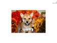 Price: $700
Little Simba is a red Shiba and a loving puppy. Both of his parents are AKC registered. He is from a litter of 4 puppies. He will be 90% potty trained by the time of adoption. www.myshiba.com. * Lifetime Health Guarantee * Raised in Loving