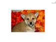 Price: $700
Little Kobe is a red Shiba and a loving puppy. Both of his parents are AKC registered. He is from a litter of 4 puppies. He will be 90% potty trained by the time of adoption. www.myshiba.com. * Lifetime Health Guarantee * Raised in Loving