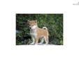 Price: $800
Little Romeo is a red Shiba and a loving puppy. Both of her parents are AKC registered. She is from a litter of 4 puppies. She will be 90% potty trained by the time of adoption. www.myshiba.com. * Lifetime Health Guarantee * Raised in Loving