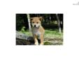 Price: $900
Little Ricky is a red Shiba and a loving puppy. Both of his parents are AKC registered. He is from a litter of 4 puppies. He will be 90% potty trained by the time of adoption. www.MyShiba.com. * Lifetime Health Guarantee * Raised in Loving
