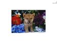 Price: $900
Little Kenny is a red Shiba and a loving puppy. Both of his parents are AKC registered. He is from a litter of 4 puppies. He will be 90% potty trained by the time of adoption. www.MyShiba.com. * Lifetime Health Guarantee * Raised in Loving