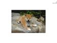 Price: $900
Little Mario is a red Shiba and a loving puppy. Both of his parents are AKC registered. He is from a litter of 4 puppies. He will be 90% potty trained by the time of adoption. www.MyShiba.com. * Lifetime Health Guarantee * Raised in Loving