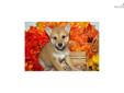 Price: $900
Little Simba is a red Shiba and a loving puppy. Both of his parents are AKC registered. He is from a litter of 4 puppies. He will be 90% potty trained by the time of adoption. www.myshiba.com. * Lifetime Health Guarantee * Raised in Loving