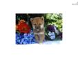 Price: $900
Little David is a red Shiba and a loving puppy. Both of his parents are AKC registered. He is from a litter of 4 puppies. He will be 90% potty trained by the time of adoption. www.MyShiba.com. * Lifetime Health Guarantee * Raised in Loving