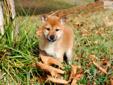 Price: $900
Little Kobe is a red Shiba and a loving puppy. Both of his parents are AKC registered. He is from a litter of 4 puppies. He will be 90% potty trained by the time of adoption. www.myshiba.com. * Lifetime Health Guarantee * Raised in Loving
