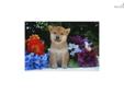 Price: $900
Little Caesar is a red Shiba and a loving puppy. Both of his parents are AKC registered. He is from a litter of 4 puppies. He will be 90% potty trained by the time of adoption. www.MyShiba.com. * Lifetime Health Guarantee * Raised in Loving
