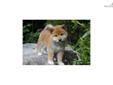 Price: $900
Little Louie is a red Shiba and a loving puppy. Both of his parents are AKC registered. He is from a litter of 4 puppies. He will be 90% potty trained by the time of adoption. www.MyShiba.com. * Lifetime Health Guarantee * Raised in Loving