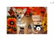 Price: $900
Little Kobe is a red Shiba and a loving puppy. Both of his parents are AKC registered. He is from a litter of 4 puppies. He will be 90% potty trained by the time of adoption. www.myshiba.com. * Lifetime Health Guarantee * Raised in Loving