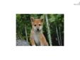 Price: $900
Little Zack is a red Shiba and a loving puppy. Both of his parents are AKC registered. He is from a litter of 4 puppies. He will be 90% potty trained by the time of adoption. www.MyShiba.com. * Lifetime Health Guarantee * Raised in Loving