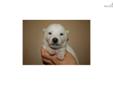 Price: $900
Little Sammy is a cream Shiba and a loving puppy. Both of his parents are AKC registered. He is from a litter of 4 puppies. He will be 90% potty trained by the time of adoption. www.MyShiba.com. * Lifetime Health Guarantee * Raised in Loving