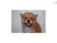 Price: $900
Little Timmy is a red Shiba and a loving puppy. Both of his parents are AKC registered. He is from a litter of 4 puppies. He will be 90% potty trained by the time of adoption. www.MyShiba.com. * Lifetime Health Guarantee * Raised in Loving