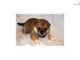 Price: $900
Little Mario is a red Shiba and a loving puppy. Both of his parents are AKC registered. He is from a litter of 5 puppies. He will be 90% potty trained by the time of adoption. www.RightPuppyKennel.com. * Lifetime Health Guarantee * Raised in