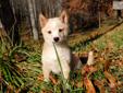 Price: $900
Little Gavin is a cream Shiba and a loving puppy. Both of his parents are AKC registered. He is from a litter of 4 puppies. He will be 90% potty trained by the time of adoption. www.myshiba.com. * Lifetime Health Guarantee * Raised in Loving