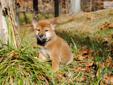 Price: $900
Little Ryan is a red Shiba and a loving puppy. Both of his parents are AKC registered. He is from a litter of 4 puppies. He will be 90% potty trained by the time of adoption. www.myshiba.com. * Lifetime Health Guarantee * Raised in Loving