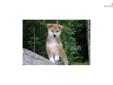 Price: $900
Little Joey is a red Shiba and a loving puppy. Both of his parents are AKC registered. He is from a litter of 4 puppies. He will be 90% potty trained by the time of adoption. www.MyShiba.com. * Lifetime Health Guarantee * Raised in Loving