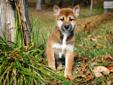 Price: $900
Little Joey is a red Shiba and a loving puppy. Both of his parents are AKC registered. He is from a litter of 4 puppies. He will be 90% potty trained by the time of adoption. www.myshiba.com. * Lifetime Health Guarantee * Raised in Loving