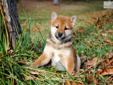 Price: $900
Little Josh is a red Shiba and a loving puppy. Both of his parents are AKC registered. He is from a litter of 4 puppies. He will be 90% potty trained by the time of adoption. www.myshiba.com. * Lifetime Health Guarantee * Raised in Loving