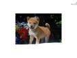 Price: $900
Little Jack is a red Shiba and a loving puppy. Both of his parents are AKC registered. He is from a litter of 4 puppies. He will be 90% potty trained by the time of adoption. www.MyShiba.com. * Lifetime Health Guarantee * Raised in Loving