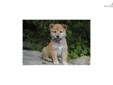 Price: $900
Little Jason is a red Shiba and a loving puppy. Both of his parents are AKC registered. He is from a litter of 4 puppies. He will be 90% potty trained by the time of adoption. www.MyShiba.com. * Lifetime Health Guarantee * Raised in Loving
