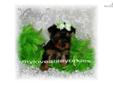 Price: $1850
This advertiser is not a subscribing member and asks that you upgrade to view the complete puppy profile for this Yorkshire Terrier - Yorkie, and to view contact information for the advertiser. Upgrade today to receive unlimited access to