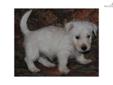 Price: $750
This advertiser is not a subscribing member and asks that you upgrade to view the complete puppy profile for this West Highland White Terrier - Westie, and to view contact information for the advertiser. Upgrade today to receive unlimited